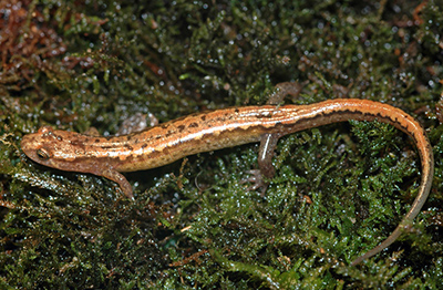 Blue Ridge Dusky Salamander